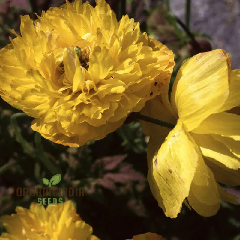 Meconopsis Cambrica Double Yellow Flower Seeds, Premium Seeds for Gardening, Beautiful and Hardy Perennial Blooms for Your Garden