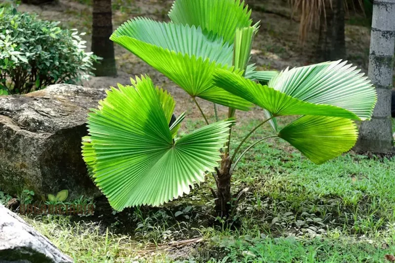 Pritchardia Grandis Seeds For Planting, Growing Majestic Palms for Your Garden