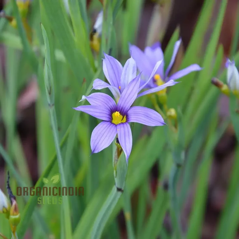Sisyrinchium Seeds (Sisyrinchium Idahoense Seeds) - Hardy Perennial with Charming Blue Flowers
