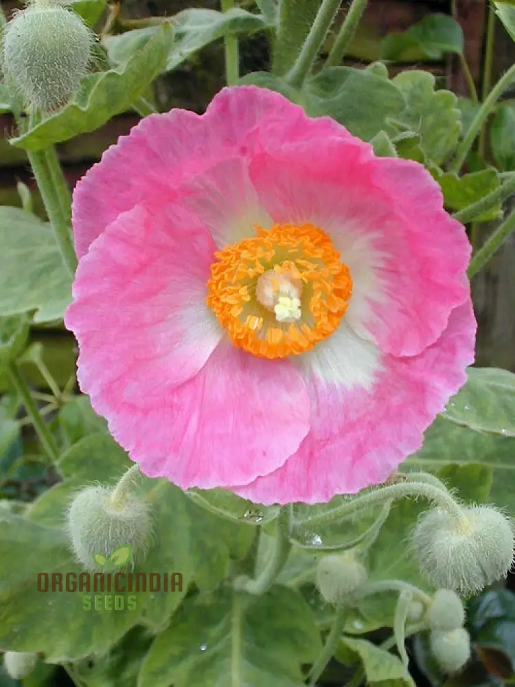 Meconopsis Seeds (Pink Icing Meconopsis Seeds) - Rare Beautiful Perennial Blooms for Gardens