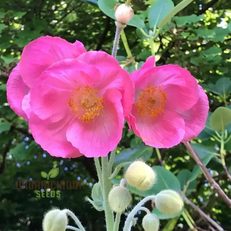 Meconopsis Seeds (Pink Icing Meconopsis Seeds) - Rare Beautiful Perennial Blooms for Gardens