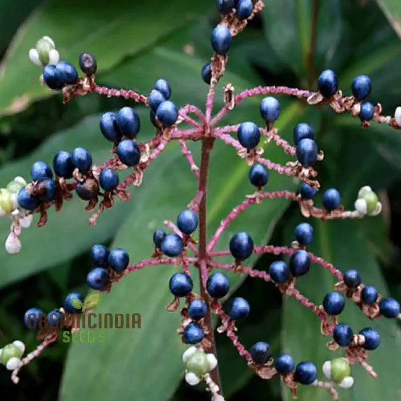 Pollia Japonica Seeds for Enchanting Gardens â€“ Elevate Your Gardening Experience with Unique and Ornamental Plants!