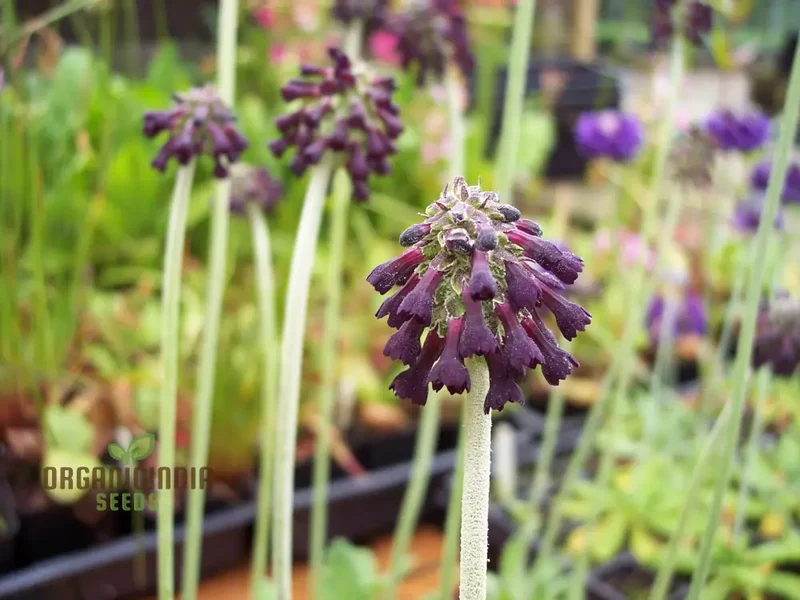 Primula Watsonii Flower Seeds For Planting, Graceful and Resilient Blooms for Your Garden