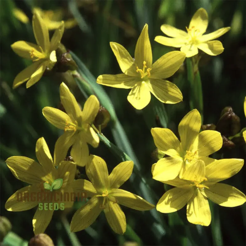Sisyrinchium Brachypus Seeds - Hardy Perennial for Beautiful Gardens - Planting Instructions Included