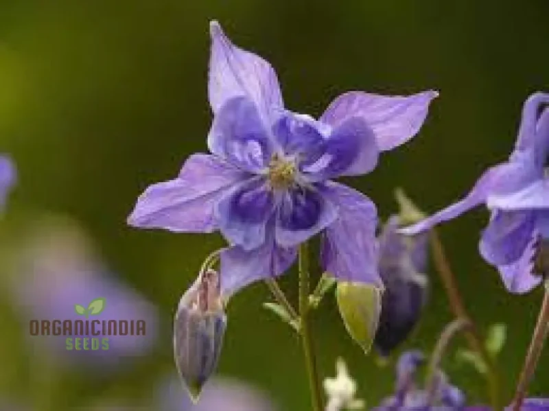 Aquilegia Vulgaris Blue Flamingo Seeds – Premium Perennial Variety for Home Garden Planting