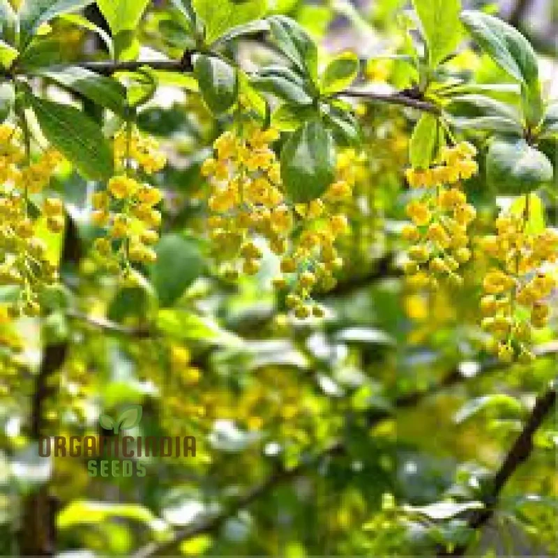 Berberis Hypokerina Seeds For Planting: The Ultimate Gardening Solution for a Vibrant, Low-Maintenance Garden | Enhance Your Outdoor Space with Hardy, Evergreen Beauty