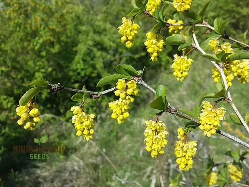Berberis Hypokerina Seeds For Planting: The Ultimate Gardening Solution for a Vibrant, Low-Maintenance Garden | Enhance Your Outdoor Space with Hardy, Evergreen Beauty