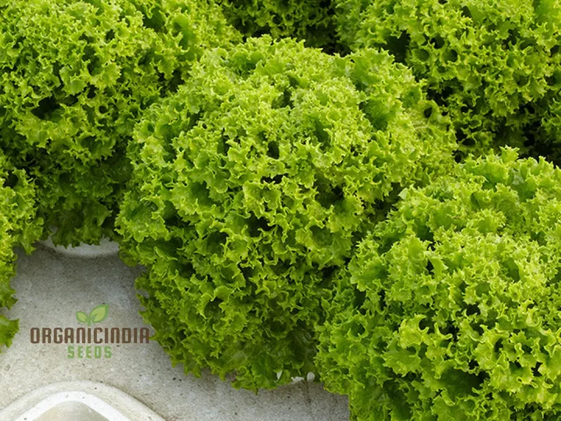 LETTUCE LOLLO BIONDA Seeds for Expert Gardening - High-Quality Seeds for Lush, Green Gardens