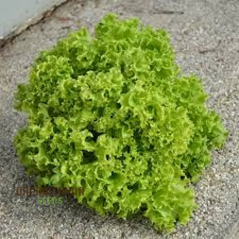 LETTUCE LOLLO BIONDA Seeds for Expert Gardening - High-Quality Seeds for Lush, Green Gardens