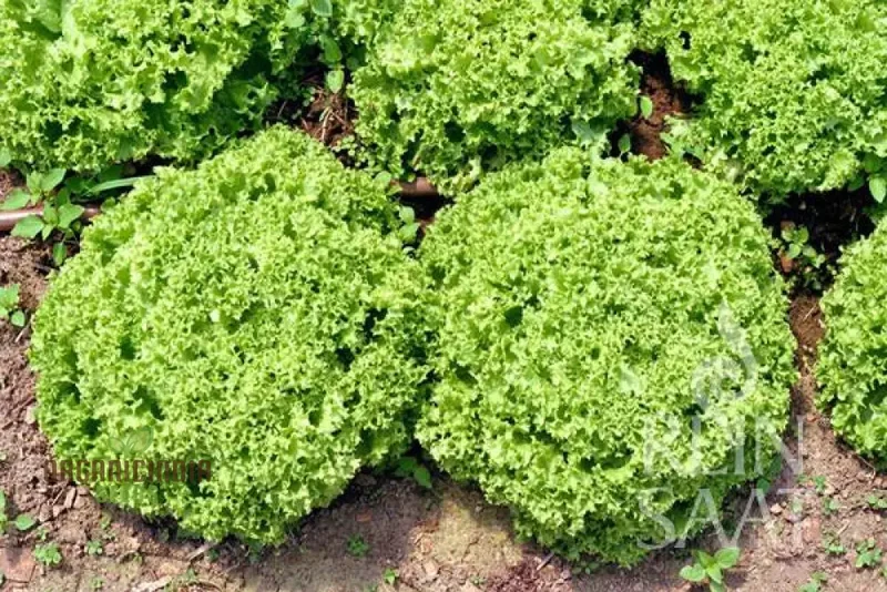 LETTUCE LOLLO BIONDA Seeds for Expert Gardening - High-Quality Seeds for Lush, Green Gardens