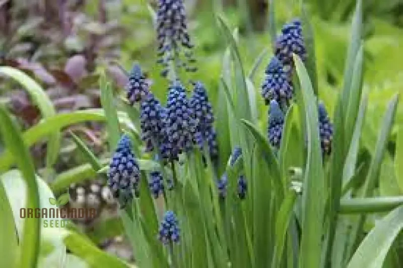 Bellevalia Paradoxa Bulbs For Planting: A Stunning Blue Perennial for Vibrant and Unique Garden Displays (3 Bulbs For Planting)