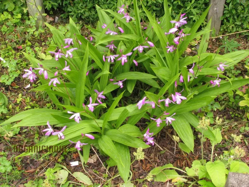 Bletilla Striata Seeds For Planting, Grow Your Own Hardy Orchid for a Stunning Garden Display