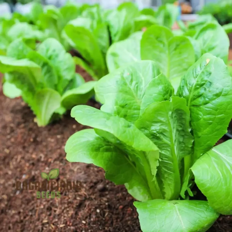 Little Gem Lettuce Seeds for Vibrant Gardening Enthusiasts | Heirloom Varietal for Home Gardens