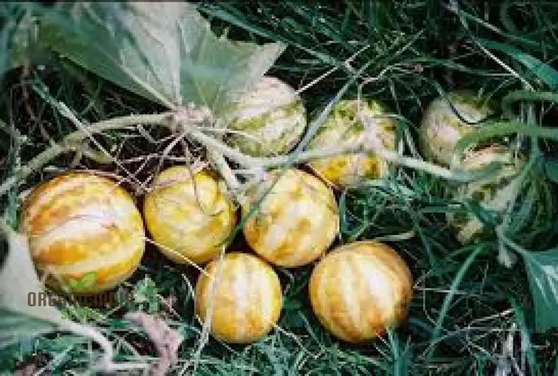 Anne's Pocket Melon Seeds For Planting - Prescott Fond Blanc: Exquisite Gardening Delights Await You!