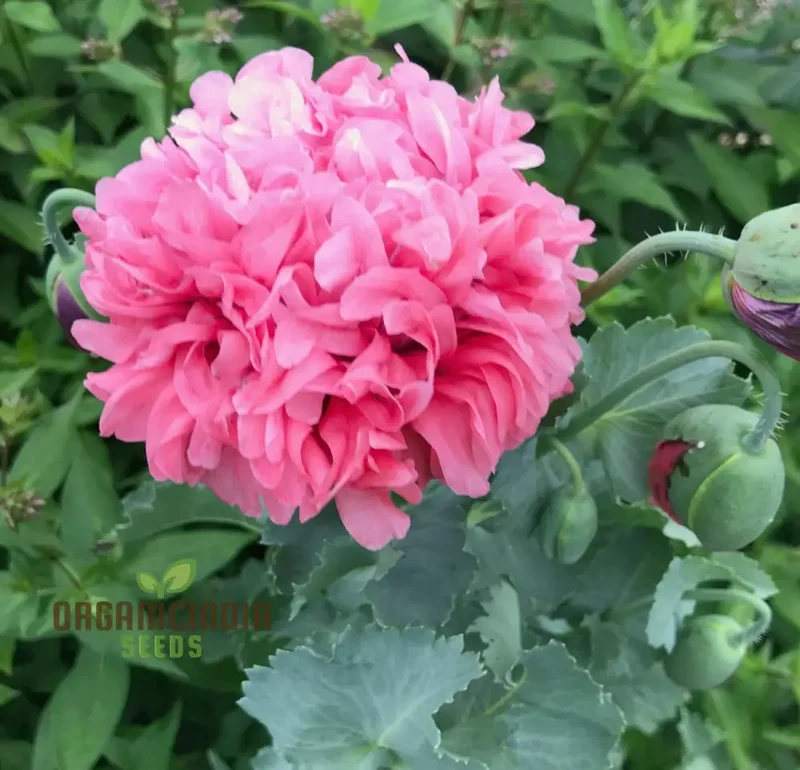 Heritage Farm Poppy Seeds – Vintage Garden Bloom Variety