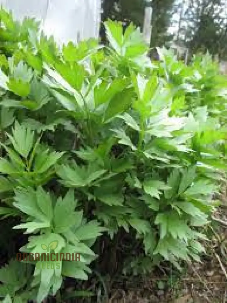 Magnus Lovage Seeds – Premium Lovage Herb Seeds for Garden Enthusiasts