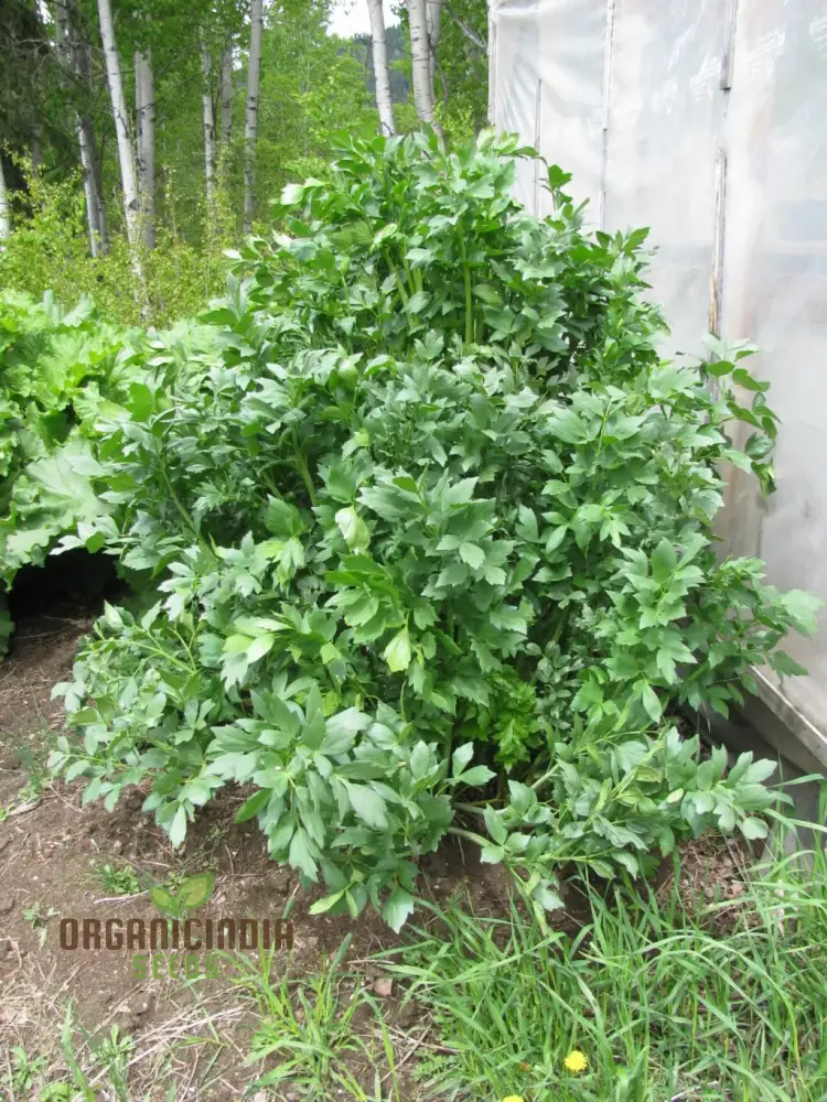 Magnus Lovage Seeds – Premium Lovage Herb Seeds for Garden Enthusiasts