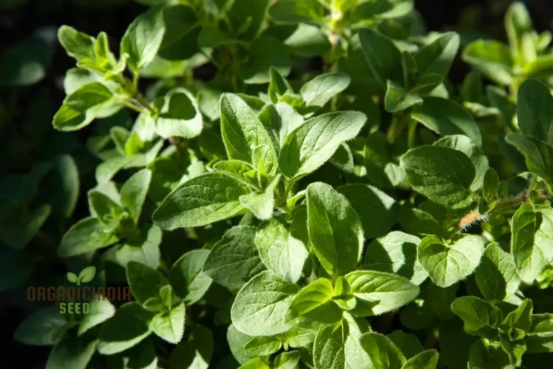 Sweet Marjoram Seeds – Prescott Fond Blanc Variety for Planting
