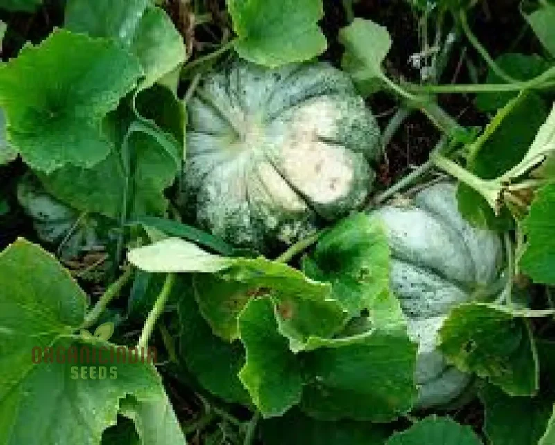 Melon Prescott Fond Blanc For Planting: Exquisite Gardening Delight for Your Green Oasis.