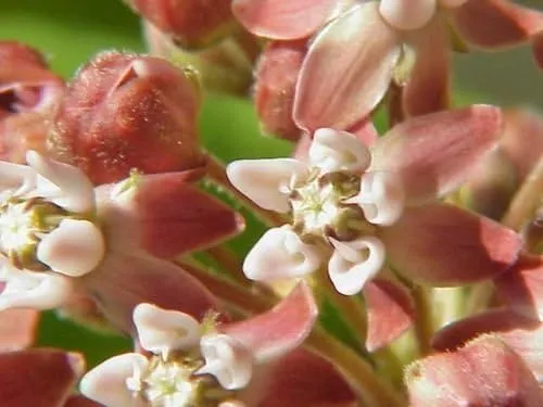 Common Milkweed Seeds – Native Flower Variety for Pollinator Gardens