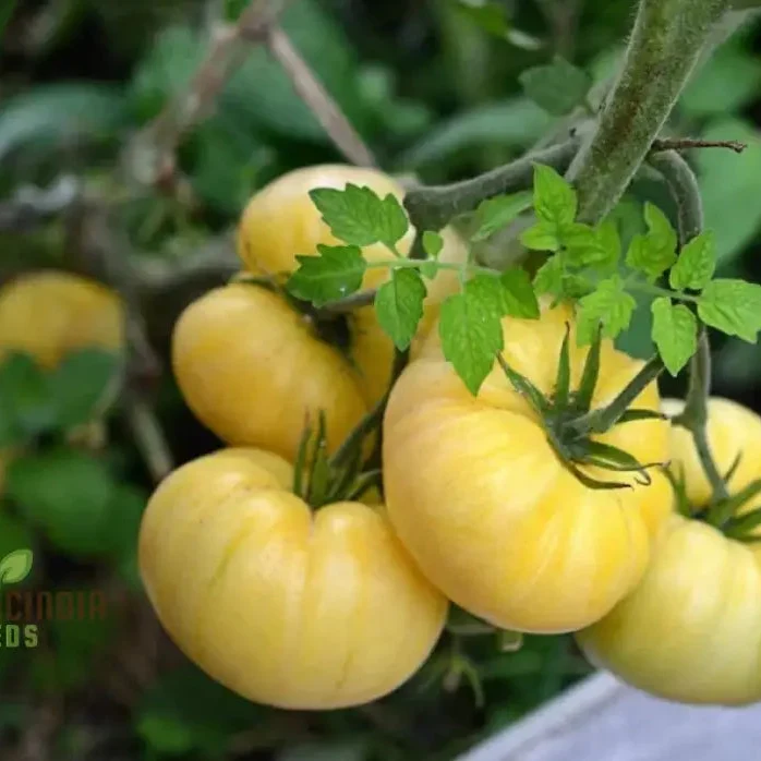 Tomato Great White Seeds for Gardening - High Yield, Heirloom Quality, Organic Gardening Essentials