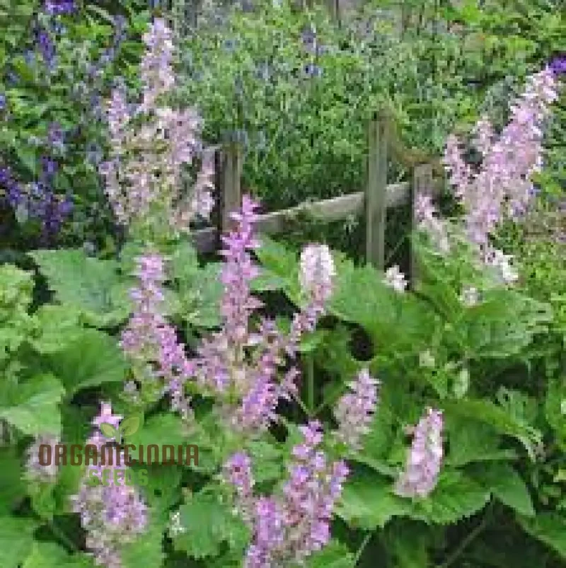 Salvia Sclarea Seeds for Gardening - Premium Quality Organic Clary Sage Seeds for Aromatic Herb Gardens and Natural Landscaping