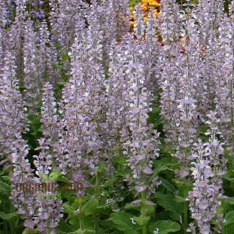 Salvia Sclarea Seeds for Gardening - Premium Quality Organic Clary Sage Seeds for Aromatic Herb Gardens and Natural Landscaping