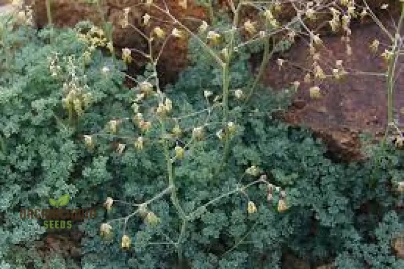 Thalictrum Isopyroides Seeds for Gardening Enthusiasts - Premium Quality Seeds for a Stunning Garden Display