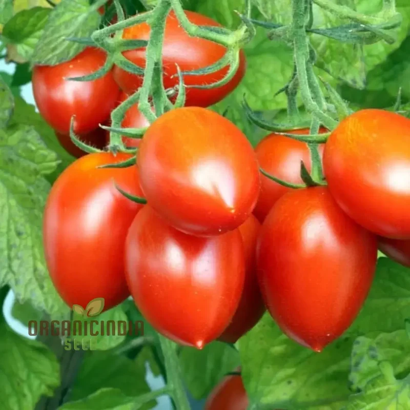 TOMATO GERMAN RED STRAWBERRY Seeds for Planting - Premium Gardening Seeds for Vibrant Tomatoes