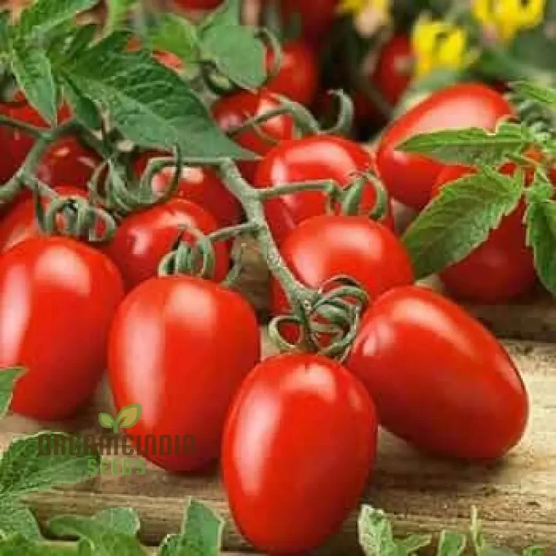 TOMATO GERMAN RED STRAWBERRY Seeds for Planting - Premium Gardening Seeds for Vibrant Tomatoes