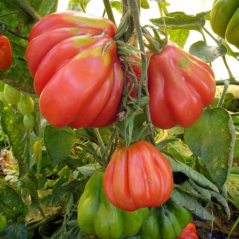 TOMATO TLACOLULA Seeds, Premium Quality Seeds for Gardening Enthusiasts