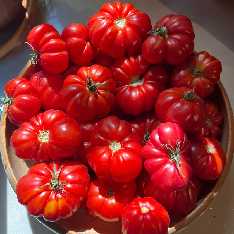 TOMATO TLACOLULA Seeds, Premium Quality Seeds for Gardening Enthusiasts
