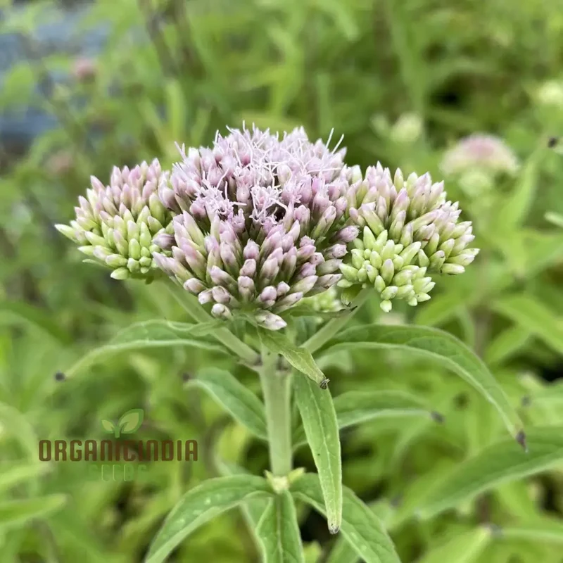 Purple Boneset Seeds for Planting,Easy to Grow Perennial Seeds