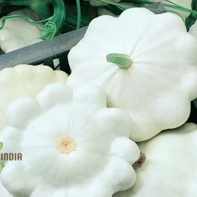 SQUASH (SUMMER) MOONBEAM F1 Seeds for Your Gardening Needs