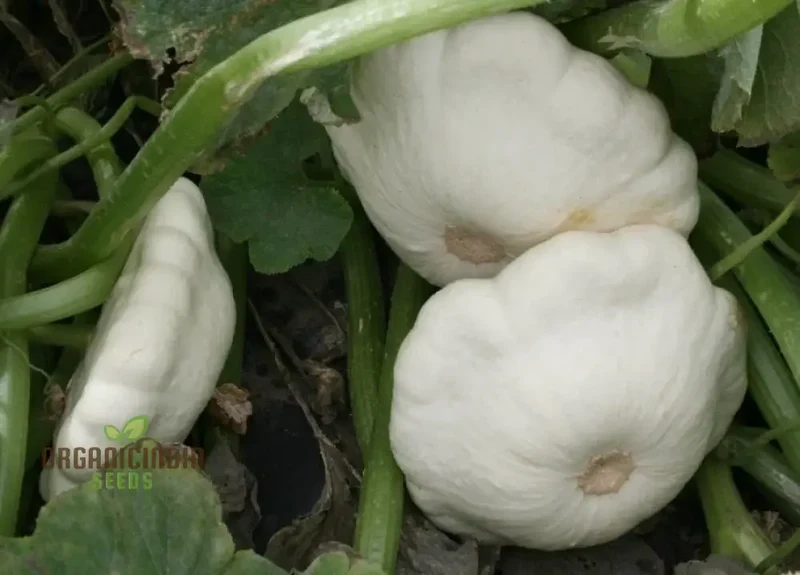 SQUASH (SUMMER) MOONBEAM F1 Seeds for Your Gardening Needs