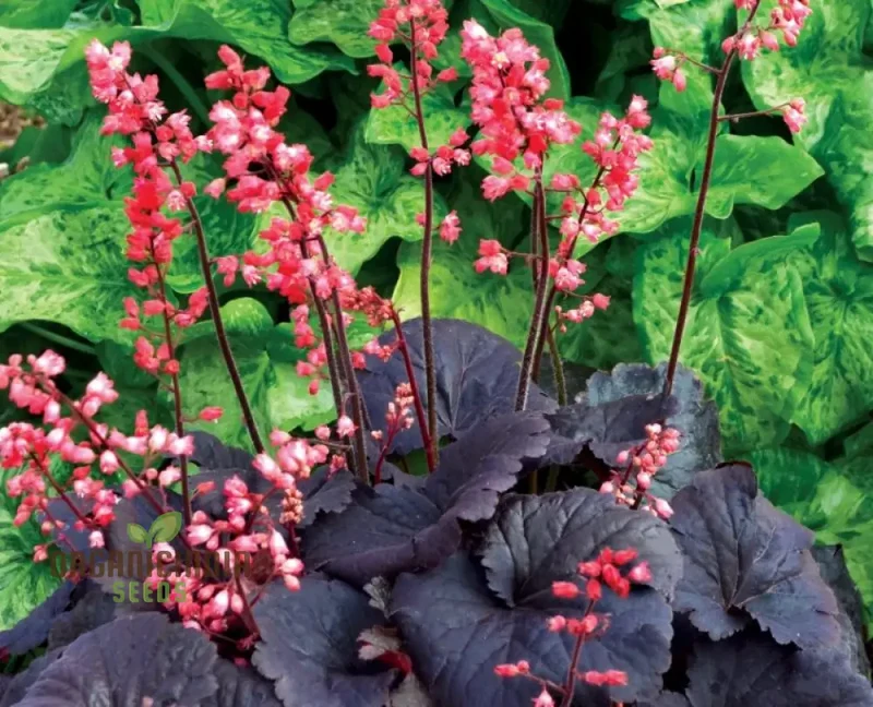 Heuchera 'Metallica' (Americana) Seeds - Hardy Perennial for Stunning Garden Borders and Containers