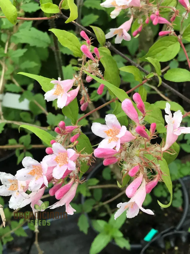 Kolkwitzia amabilis Seeds for a Blossoming Garden Experience-Grow Your Own Beauty!