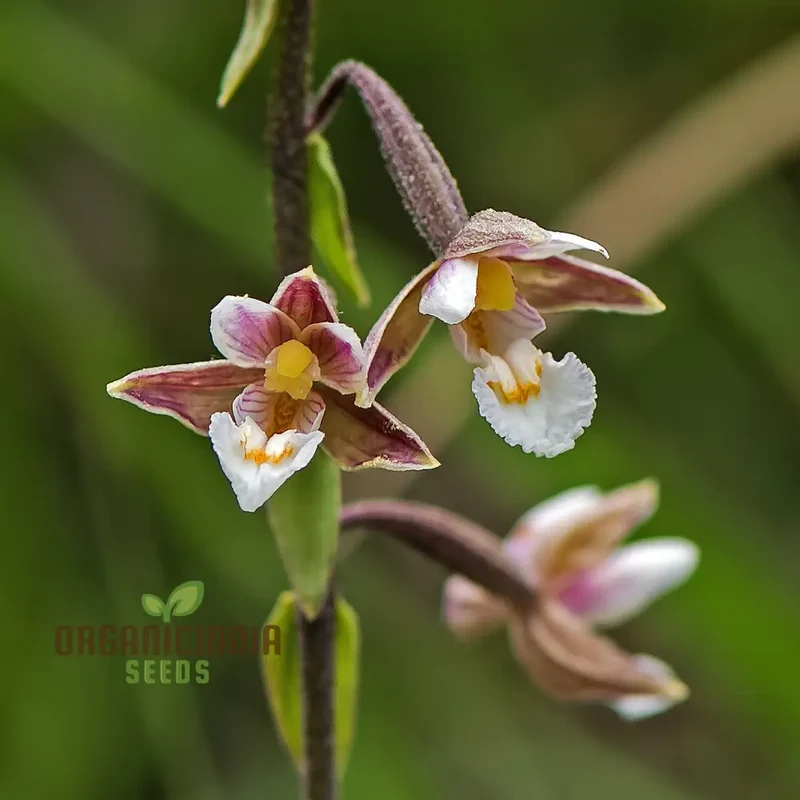 Epipactis Palustris Flower Seeds For Planting, Cultivating Marshland Beauty in Your Garden