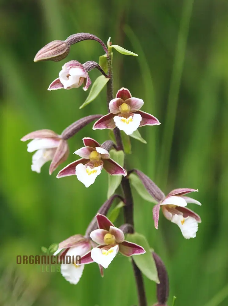 Epipactis Palustris Flower Seeds For Planting, Cultivating Marshland Beauty in Your Garden