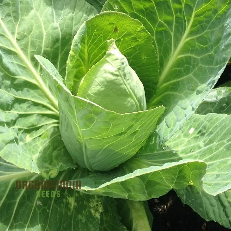 CABBAGE WHEELERS IMPERIAL Seeds for Gardening - Buy Quality Seeds Online