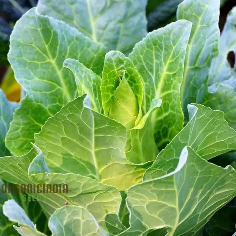 CABBAGE WHEELERS IMPERIAL Seeds for Gardening - Buy Quality Seeds Online