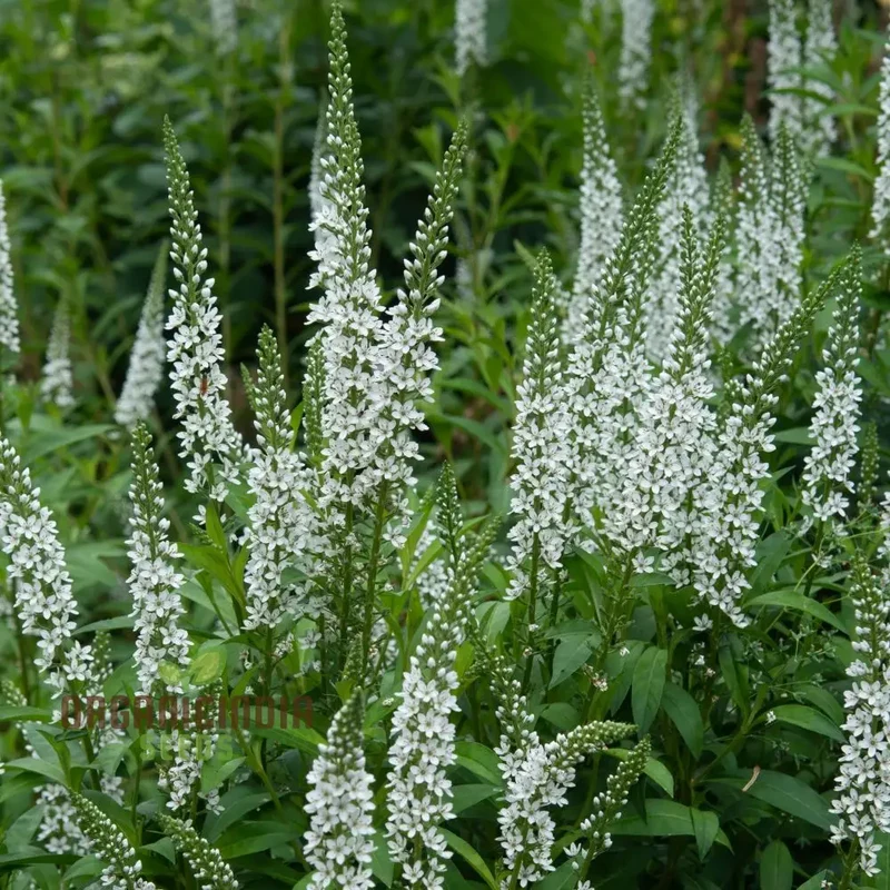 Lysimachia Ephemerum Flower Seeds, Elegant and Rare Garden, Premium Seeds for Gardening
