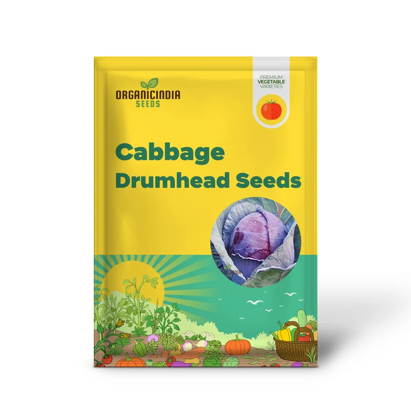 Cabbage Red Drumhead Seeds for Vibrant Garden Harvest