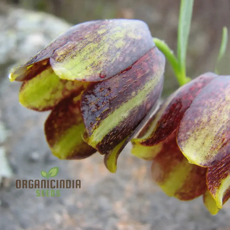 Fritillaria Crassifolia Subsp Kurdica Seeds for Planting - Premium Quality Seeds for Your Garden