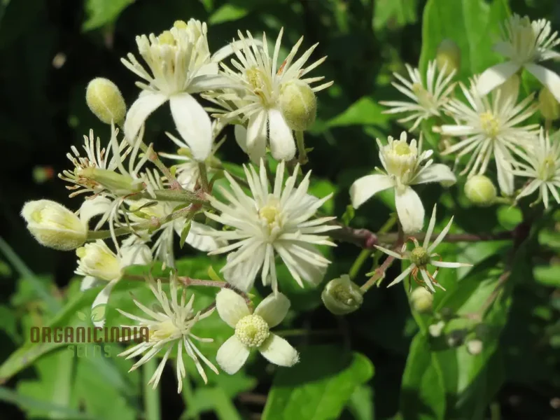 Clematis Vitalba Flower Seeds, Premium Quality Seeds for Garden With Beautiful Clematis Blooms