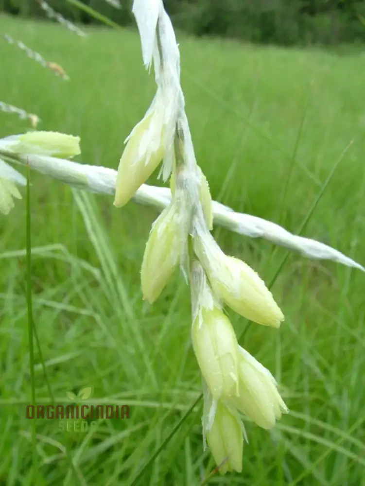 Dierama Sertum Flower Seeds For Planting, Enhance Your Garden with Graceful and Colorful Blooms