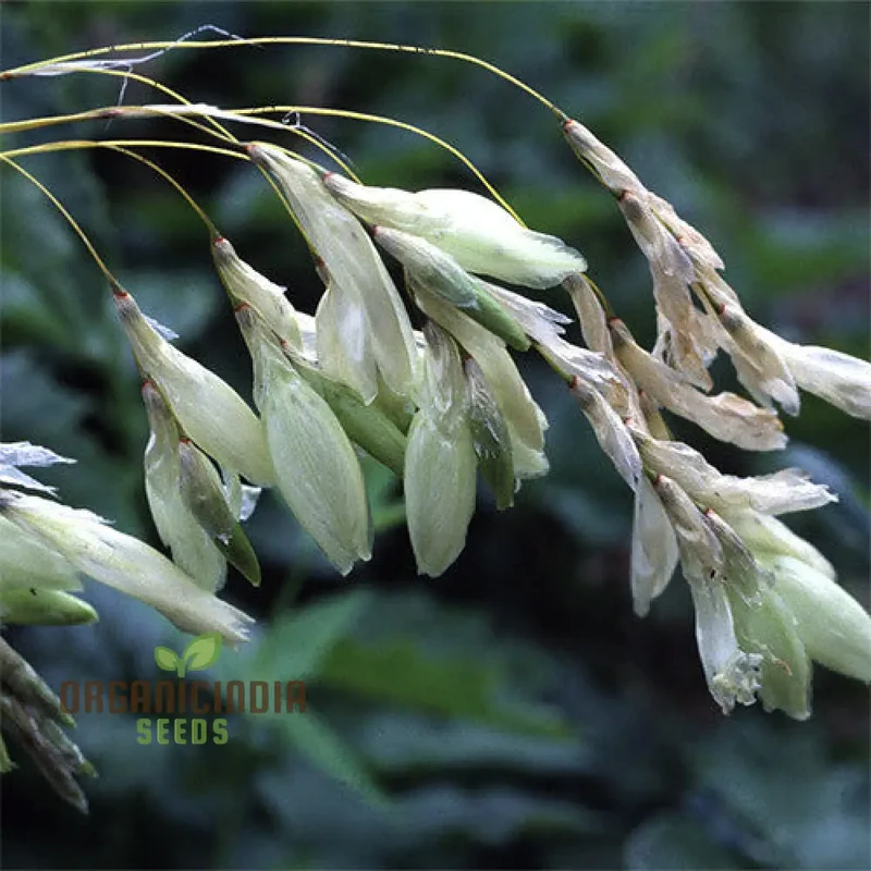 Dierama Sertum Flower Seeds For Planting, Enhance Your Garden with Graceful and Colorful Blooms