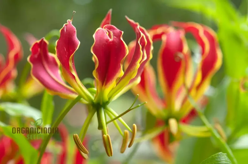 Gloriosa Rothschildiana Seeds For planting- Exquisite Climbing Vine for Elegant Gardens | Rare Gardening Gem with Striking Blooms