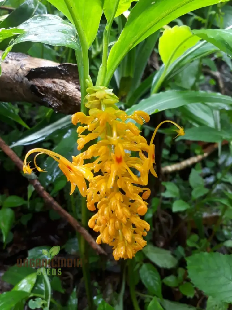 Globba Schomburgkii Seeds For planting- Exotic Gardening Delight for Enthusiasts Seeking Unique and Vibrant Flora
