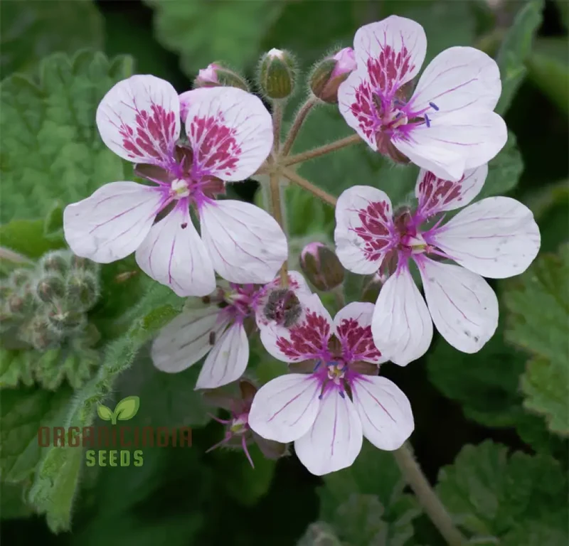 Erodium Pelargoniflorum Seeds - Exquisite Geranium-Like Flowers for Your Garden - Gardening Seeds